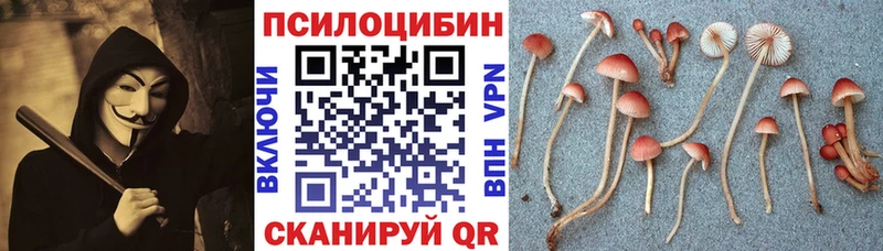Псилоцибиновые грибы Psilocybine cubensis  мега   Кохма  где купить наркоту 